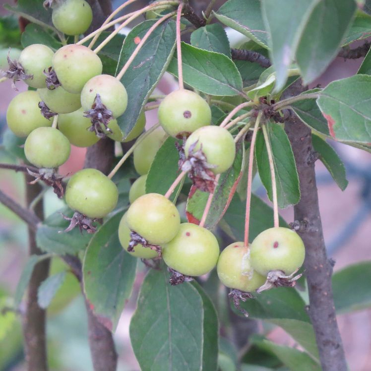 Zierapfel 'Tina'