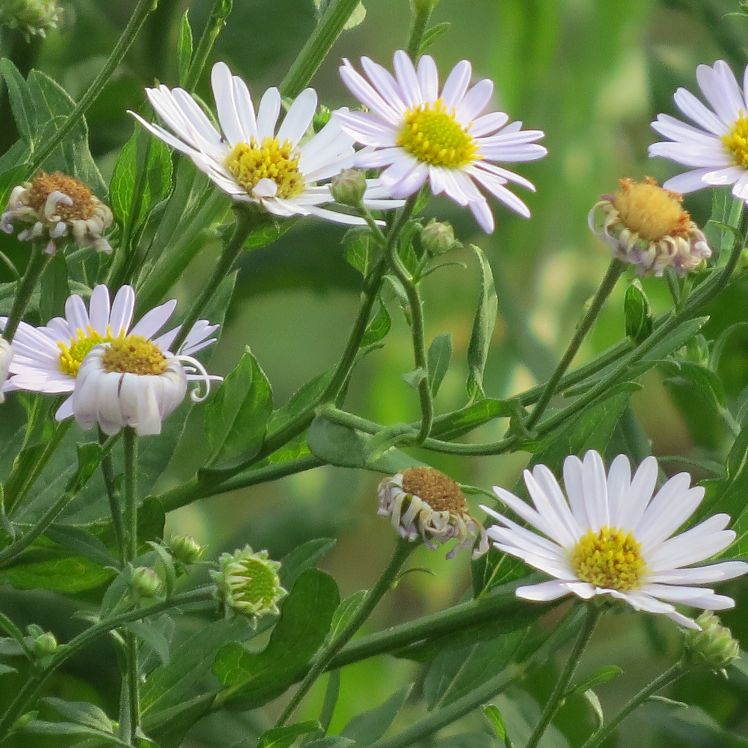 Aster
