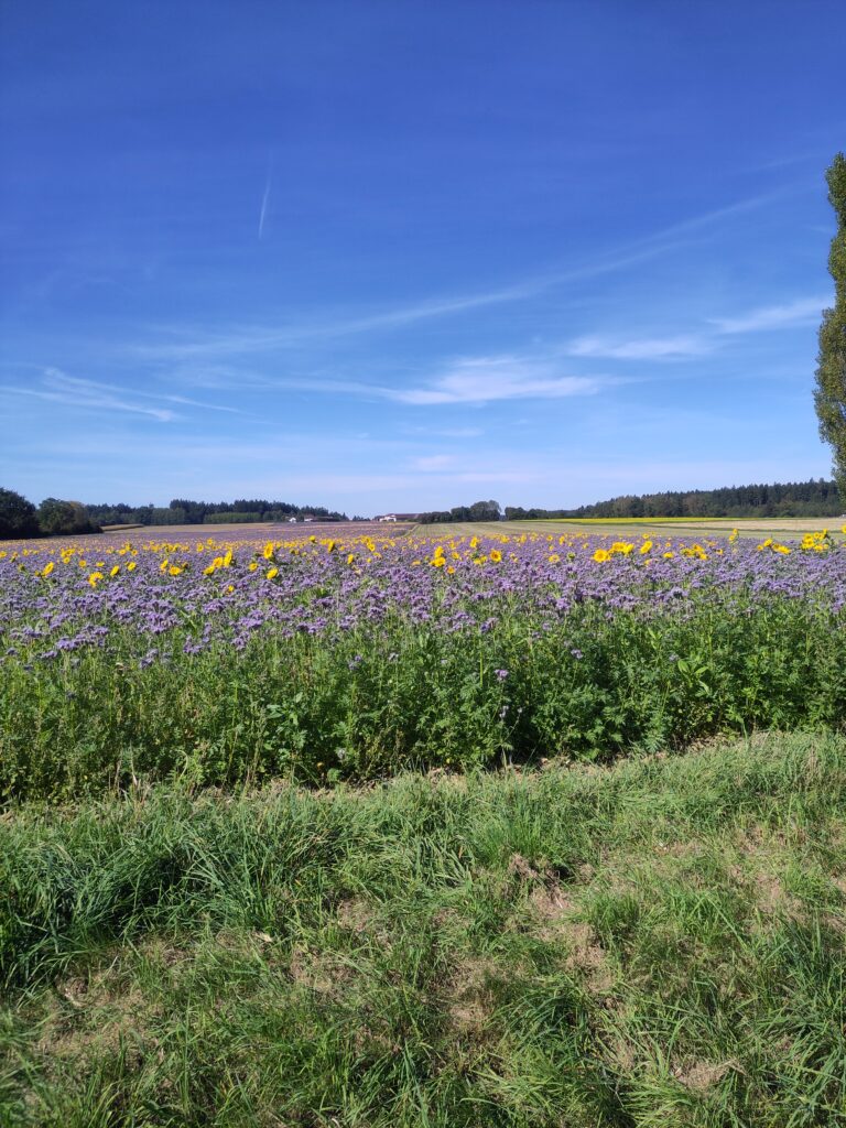 Feld mit Bienenweide und Sonnenblumen