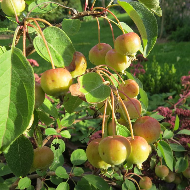 Zierapfel 'Everest'
