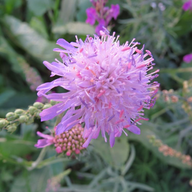 Witwenblume
