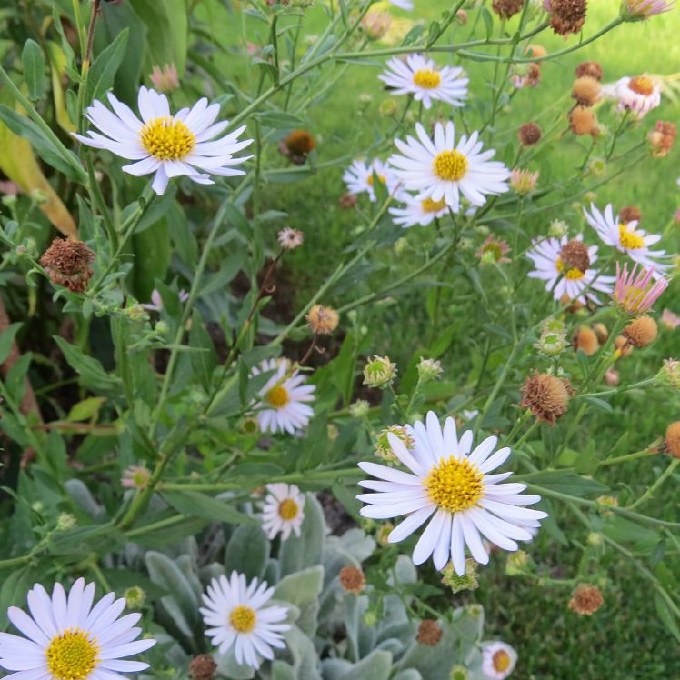 Aster