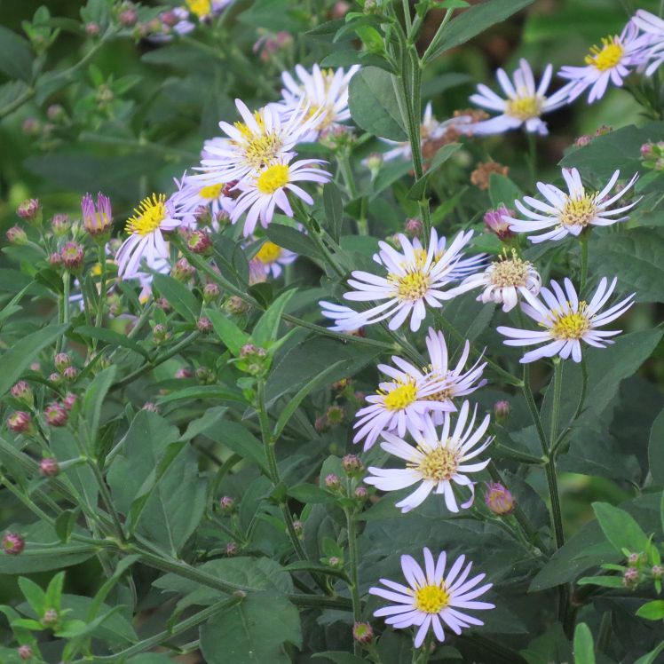 Aster