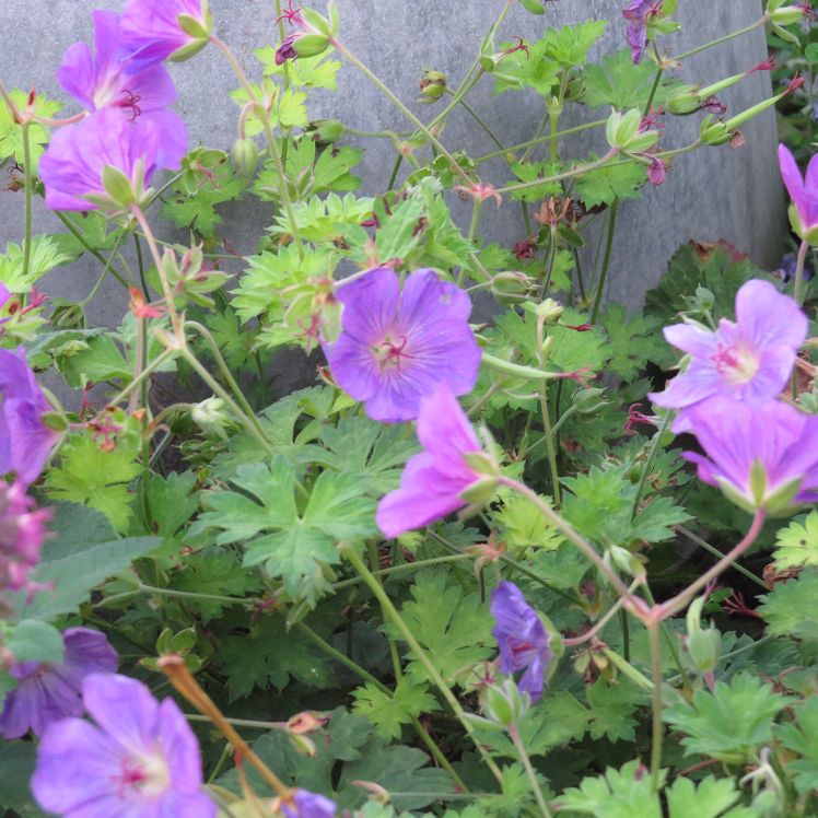 Geranium 'Lilac Ice'