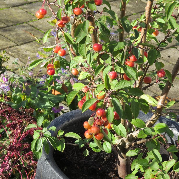 Zierapfel 'Everest'