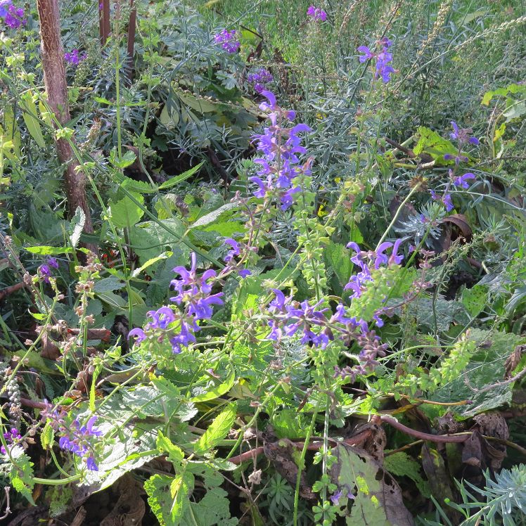 Wiesensalbei