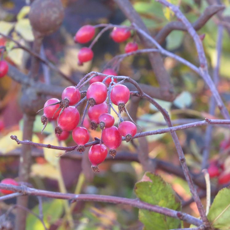 Hechtrose